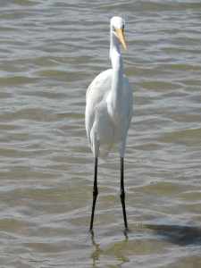 Egret at South Townsville beach