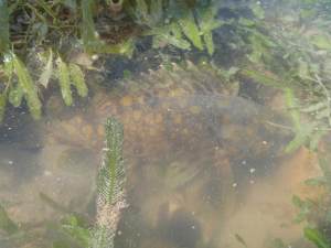 a cod in a pool at low tide