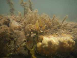 The shallows of Geoffrey Bay, Magnetic Island