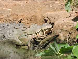 saltwater crocodile snoozing in the sun