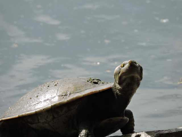 turtle-days-web