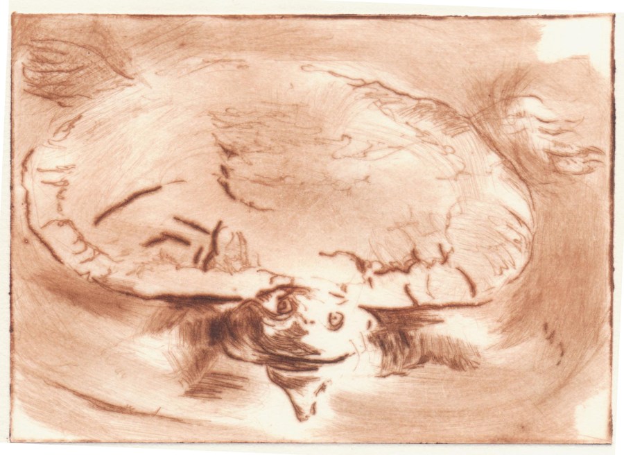 A turtle in red looking at the viewer