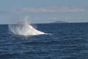 A whale tail hitting the water.